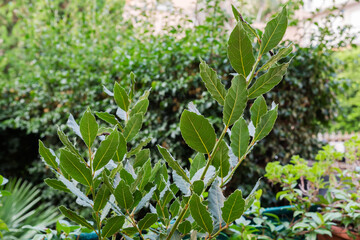 Branches of young bay laurel outdoors in overcast morning