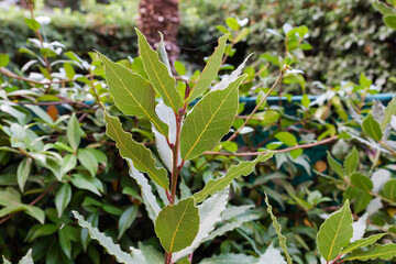 Branch of young bay laurel in overcast morning outdoors