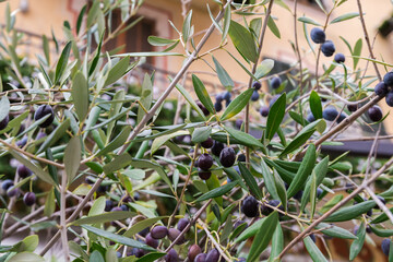 Olive tree branches with ripe black olives on blurred background