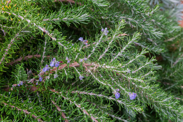 Branches of the blooming rosemary outdoors in overcast day