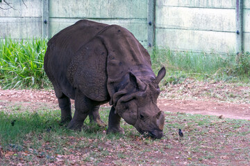 The Javan Rhino (Rhinoceros sondaicus) is a critically endangered species, with distinctive folds...