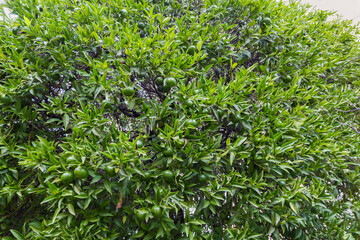 Part of tangerine tree with green fruits in overcast day