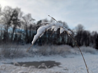 Snow-covered grass in focus with a blurred winter forest background, highlighting the serene beauty of a winter landscape
