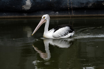Australian pelican (Pelecanus conspicillatus) floating on water. Australian pelican is a large waterbird in Pelecanidae Family. Bird in natural environment.