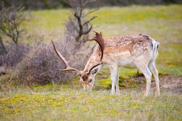 Red deer stag with antlers in spring, forest wildlife, woodland