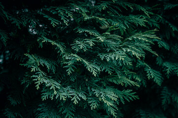 A close up of green Lawson Cypress branches