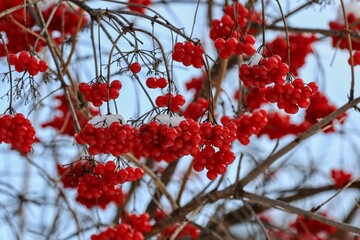 red berries in the snow