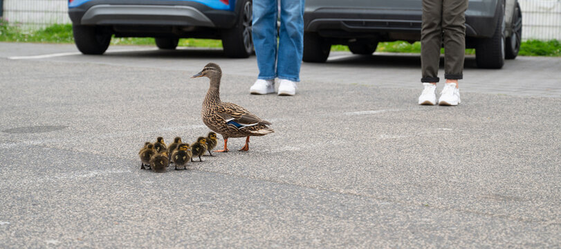 Duck family walking on a city road with cars, people trying to rescue birds from traffic, mother with ducklings, urban wildlife
