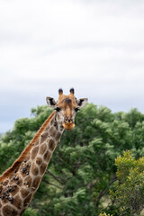 Sick giraffe with growths on neck. Animal in the wild nature. South Africa, Kruger National park, savanna