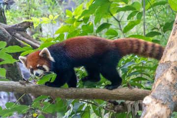 The red panda (Ailurus fulgens), also known as the lesser panda, is a small mammal native to the eastern Himalayas and southwestern China.