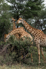 Three African giraffes eat leaves from a bush. animals in the wild nature, Travel destination Kruger National Park, South Africa safari, natural habitat