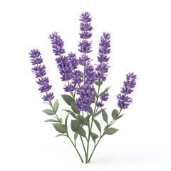Naklejka premium Fresh Lavender Flowers with Green Leaves on White Background