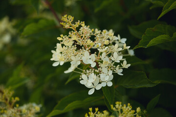 White hydrangea flowers and buds with light green accents among lush green leaves.