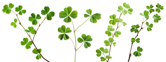 Set of green clover branches, isolated on transparent background