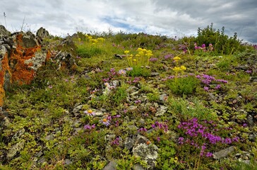 Russia. The South of Western Siberia, the Altai Mountains. View of blooming mountain slopes in...