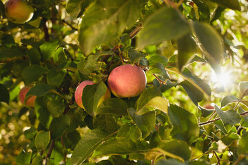 Ripe red apples on a tree branch with green leaves and warm sunlight in an orchard.