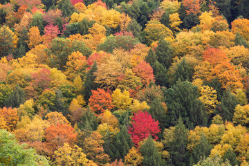 Fall foliage leaves on trees seasonal abstract Background 