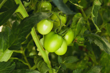 Cluster of unripe green tomatoes on a vine surrounded by green leaves in a natural garden.