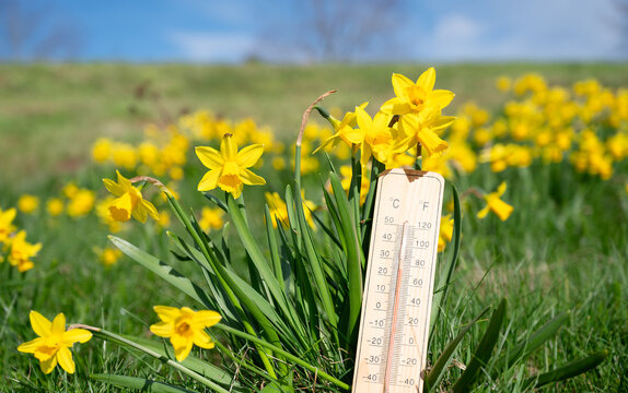 Thermometer with daffodils flowers, blue sky and sun, measure the temperature, weather forecast, sunny day in spring