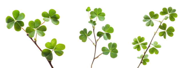 Set of green clover branches, isolated on transparent background