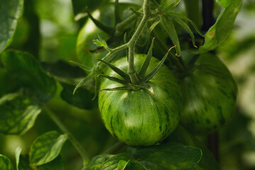 Striped green heirloom tomatoes on a vine surrounded by green leaves in a natural garden.