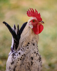 Rooster portrait