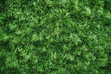 Beautiful green grass texture.
