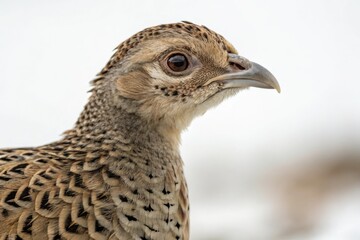 Close-up of a female Common pheasant's face with subtle expressions and textured feather patterns, brown, ornithology, avian