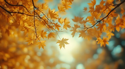 Obraz premium Golden Autumn Maple Leaves Sunlight Branches