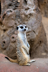 Meerkat ( Suricata suricatta ) standing watching its surroundings