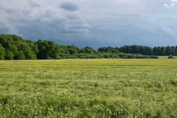Obraz premium field with young ears of corn