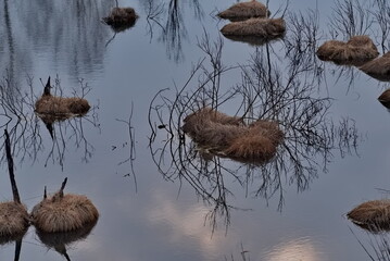 Russia. The South of Western Siberia. The dawn reflection of bare bushes on a spring swamp flooded with meltwater.