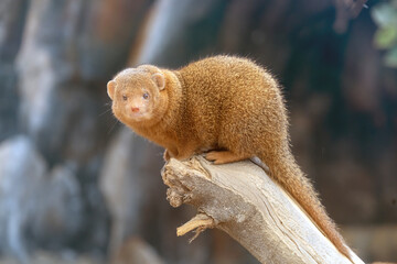 The common dwarf mongoose (Helogale parvula) is a species of mongoose native to Angola, northern Namibia, KwaZulu-Natal in South Africa, and East Africa. This species is a member of the genus Helogale
