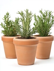 Fototapeta premium Various potted plants with vibrant green leaves and patterns in terracotta pots, placed on a dark shelf. Concept of indoor gardening