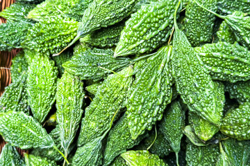 Fresh pimply green raw Momordica charantia, bitter melon, goya, small cucumber or lep rosy gourd, squash, balsam-pear on vegetable market. Organic food ingredient.