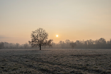 Fototapeta premium Winter morning. Winter morning at sunrise and frost on the grass.