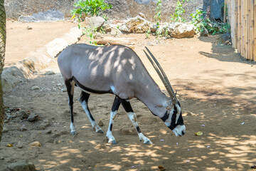 A gemsbok antelope (Oryx gazella) is a large antelope in the genus Oryx. It is native to the arid...
