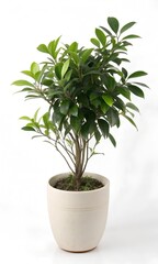 Obraz premium plant in a pot