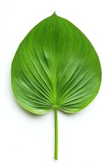 Obraz premium A vibrant green leaf with intricate vein patterns, symbolizing nature and freshness. Perfect for themes of growth, sustainability, and natural beauty.