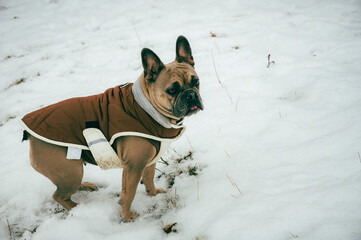 French bulldog dressed for winter, enjoying a walk outdoors.