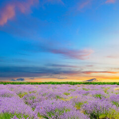 Fototapeta premium Field with blooming lavender and sunrise.
