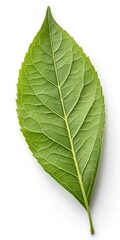 Obraz premium Green leaf isolated on a white background. 