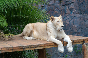 The white tiger is a pigmentation variant of the Bengal tiger. Such a tiger has the black stripes...