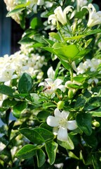A beetle perched on a blooming Kemuning (murraya paniculata) flower