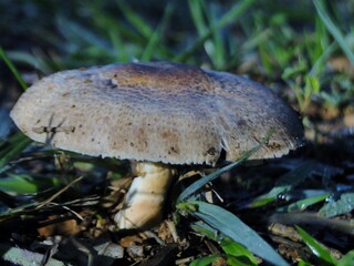 Native mushroom Agaricus silvaticus