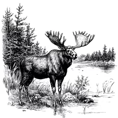 Wall murals Bull moose by lake, black and white illustration.
