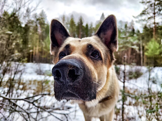 Majestic German shepherd exploring snowy forest with tall trees in winter