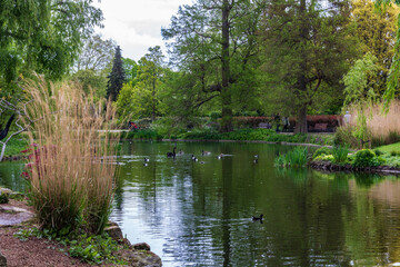 Serene Pond with Ducks and Trees at Hampstead Heath, London