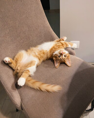Fototapeta na wymiar Orange kitten on the chair. Young siberian breed cat lying on the back on a beige-brown chair and looking at the camera.