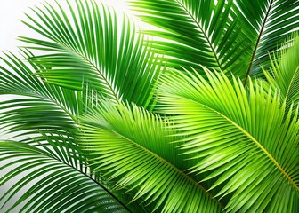 Obraz premium Surreal Tropical Palm Beach, Isolated Coconut Palm Leaves